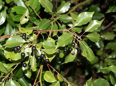 Camphor